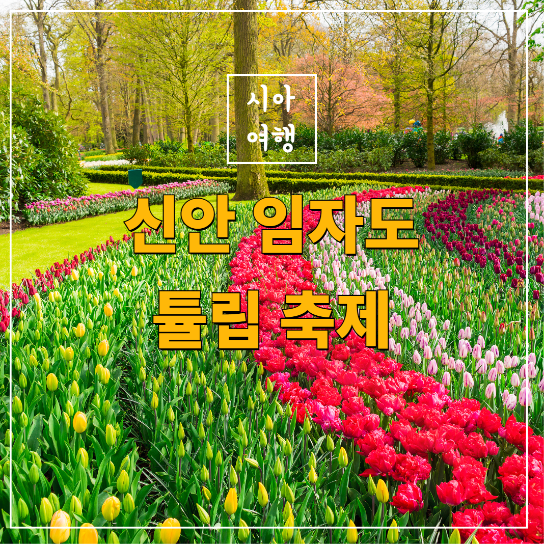 신안튤립축제 4월 임자도 튤립 현황 소개